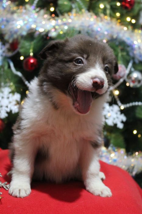 щенки бордер колли