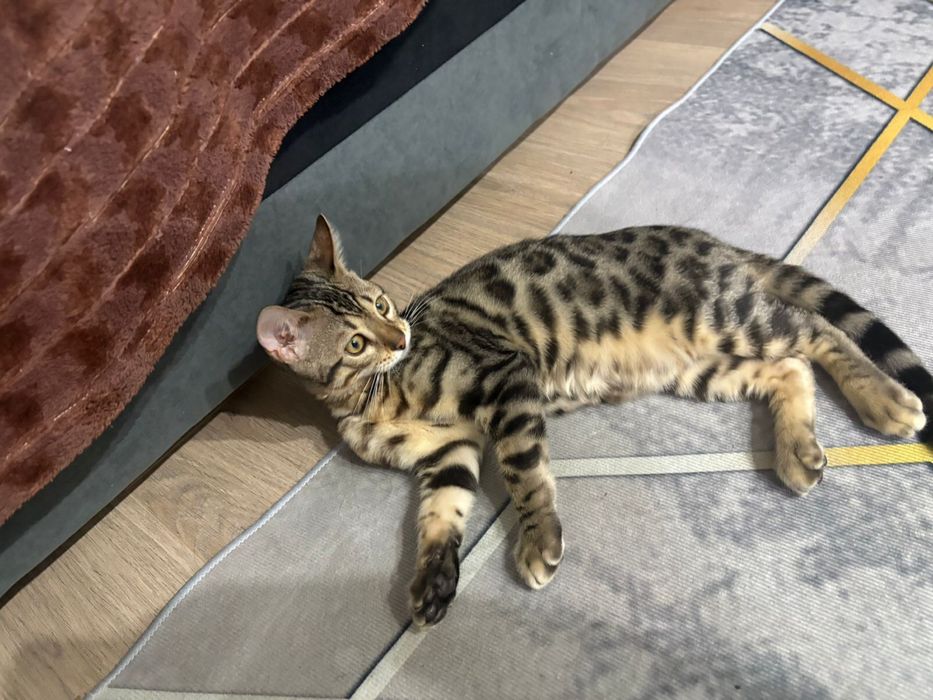 Бенгалский кошка мальчик 4 месяца
