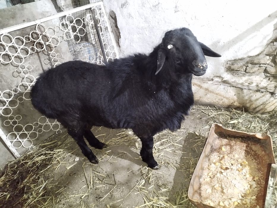 Кучкор сотилади.