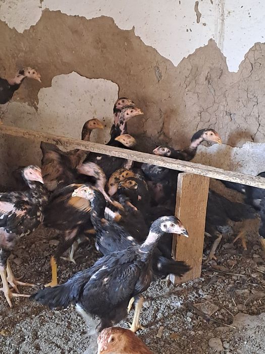 Продам     даканов