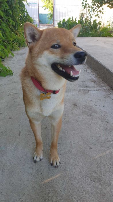 Японец СИБА ИНУ для вязки