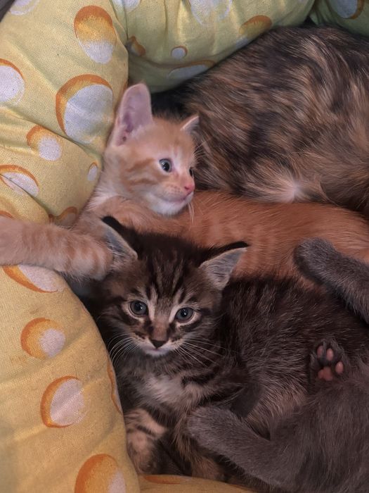 котята ищут себе дом