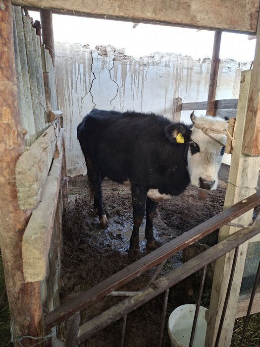 Продаётся корова