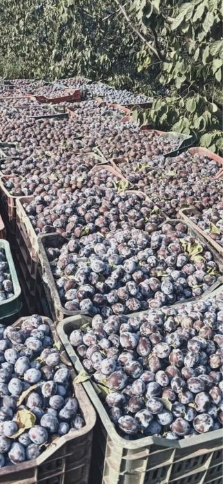 Prune pentru țuică de casă – Recoltă bogată, prune coapte și aromate