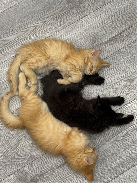 Отдам в хорошие руки котят