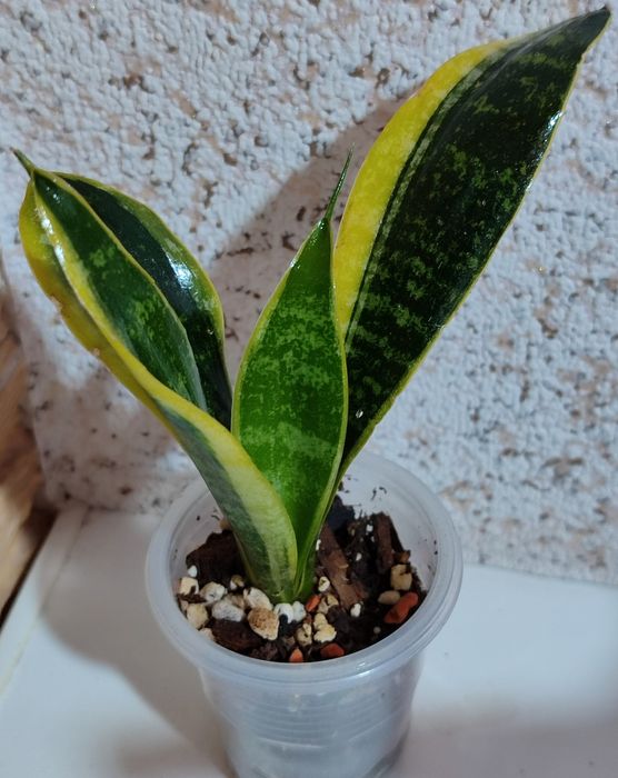 Сансивьерии разных сортов