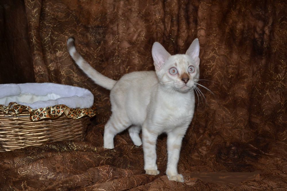 Малыш бенгалёныш