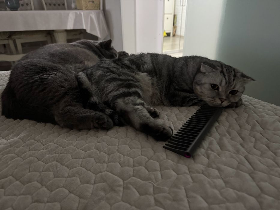 Передержка для котов