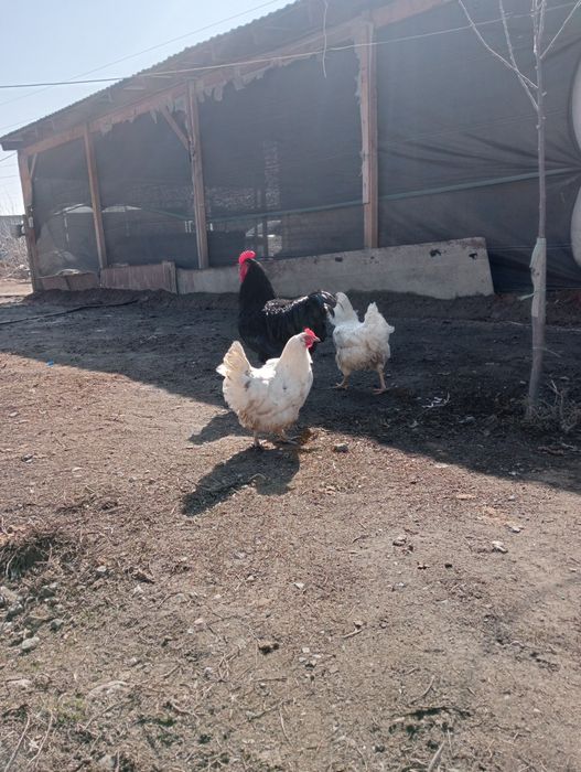 Продам куры домашние