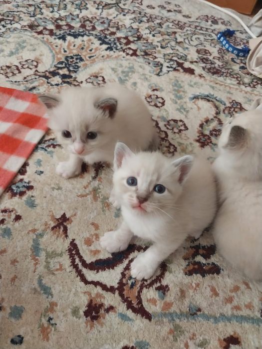 Котёнка Отдам даром
