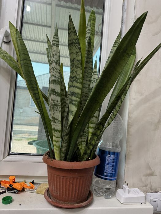 Цветы домашние растения