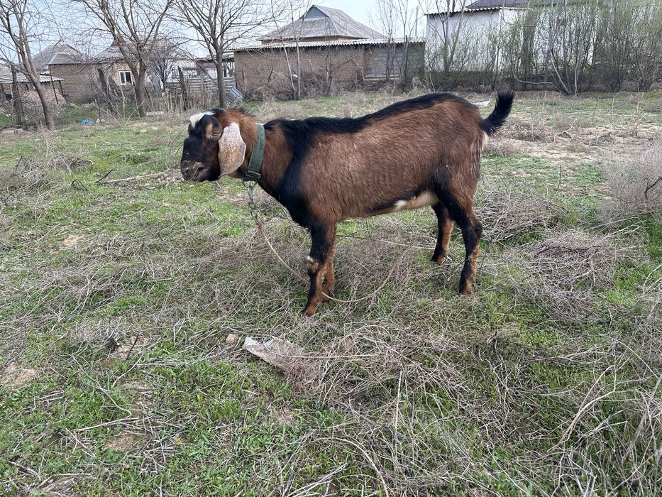 Теке ешкі козел сатылады