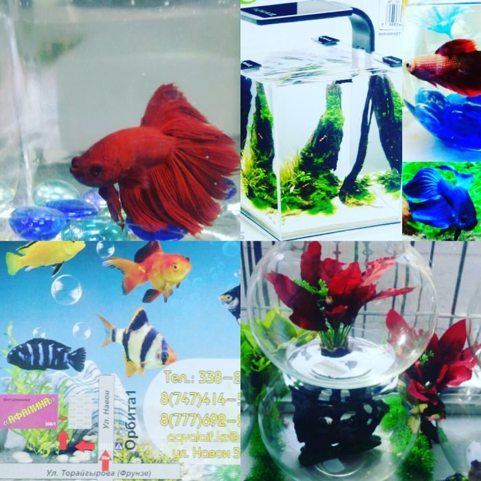 Аквариум алматы купить.НавоиФрунзе