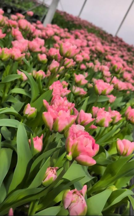 Тюльпаны пионовидные