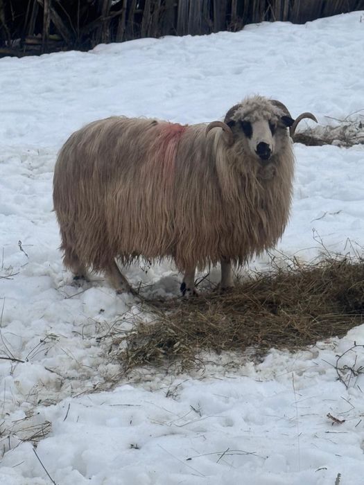 Berbec stramior  ….