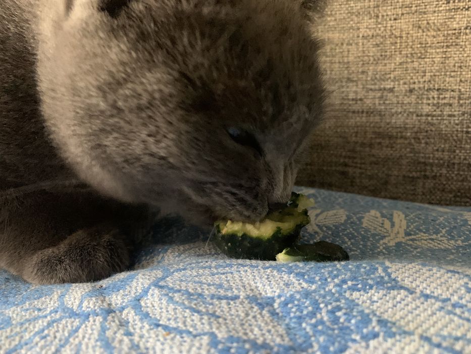 Кошка британка