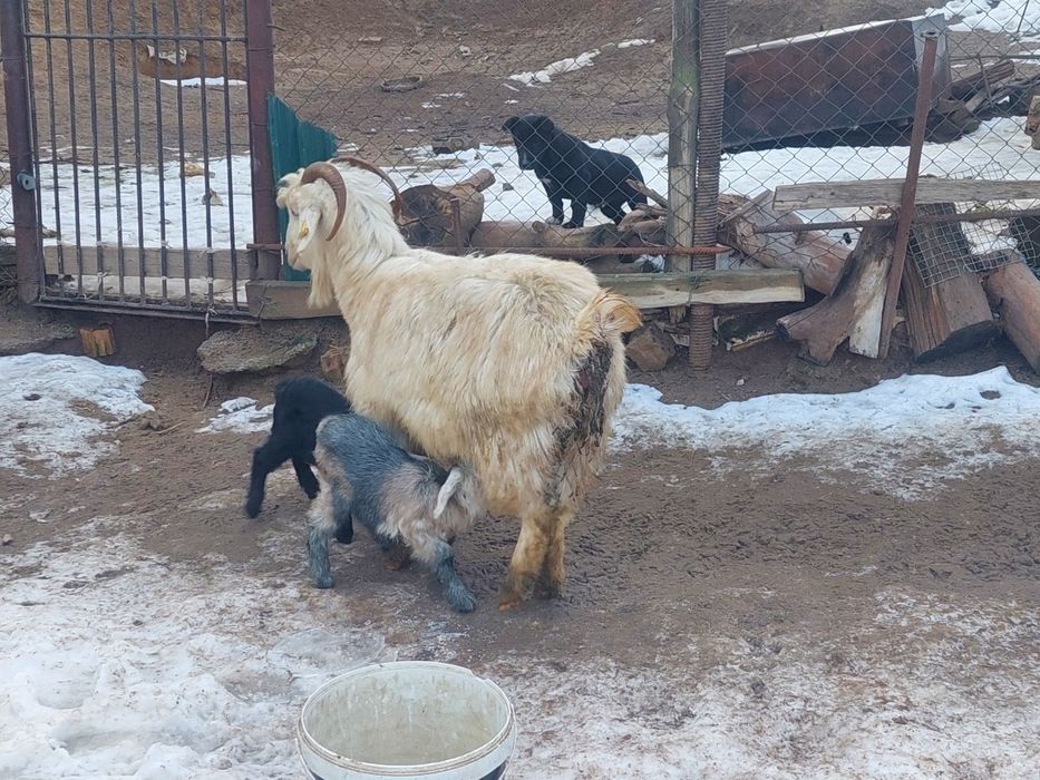 Жас ірі денелі лақты ешкі сатылады