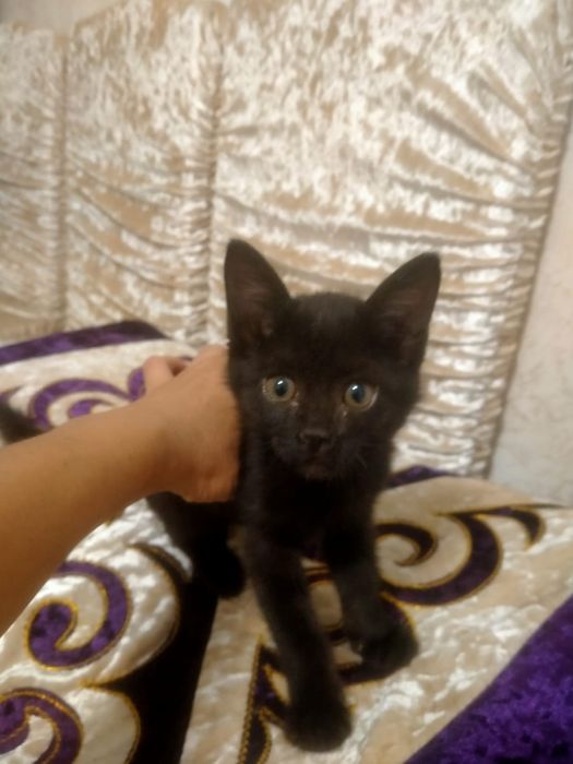 Отдам котят в добрые и заботливые руки