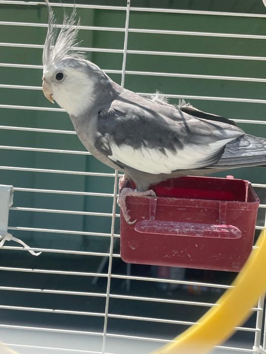 Продам парочку карел