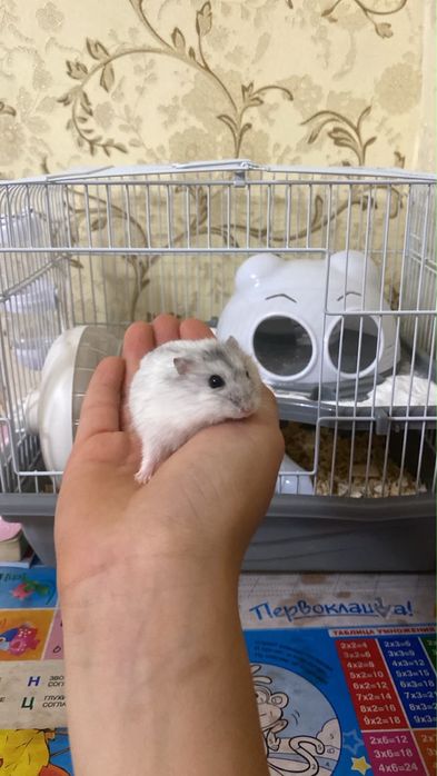 Отдам хомячка домашнего