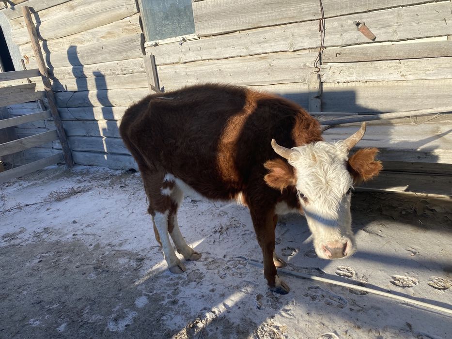 Сиыр малы, баспақтар