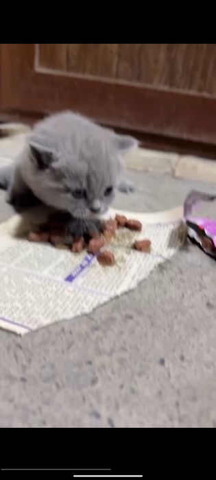 Scottish Fold sotiladi