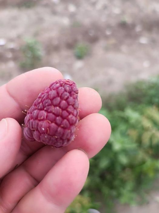 Продам домашную малину