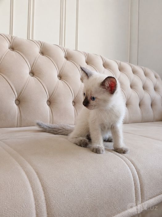 «Котята продаются» .Mushukchalar sotiladi