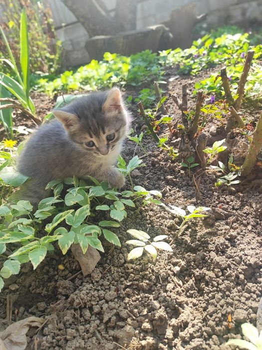 Отдам котят в добрые руки