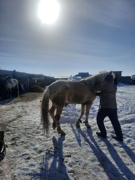 Семіз аттар сатылады.