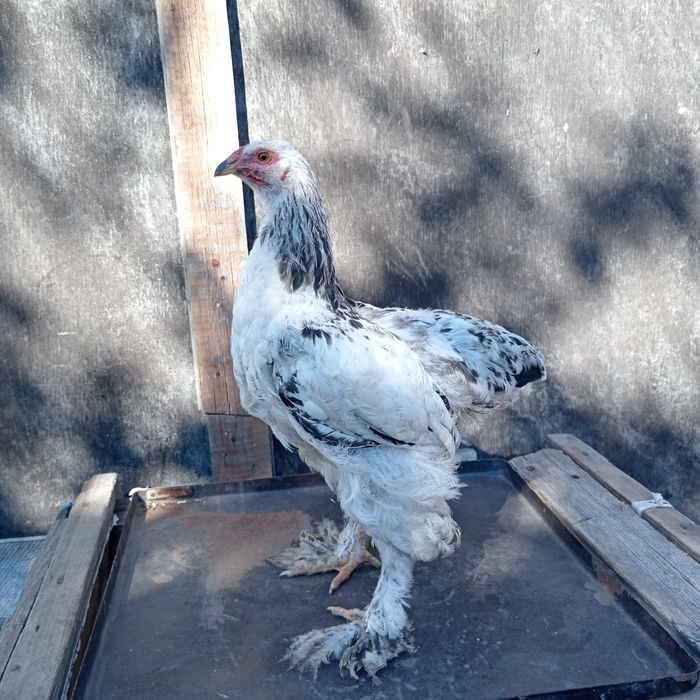 Продам петушков брама