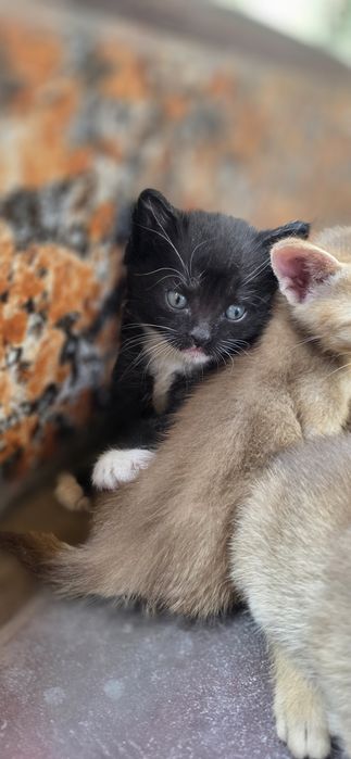 Котята на брон и продажу