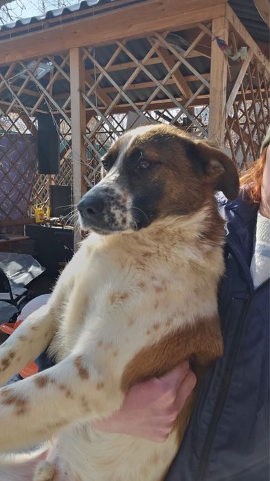 Щенок - подросток Коппер