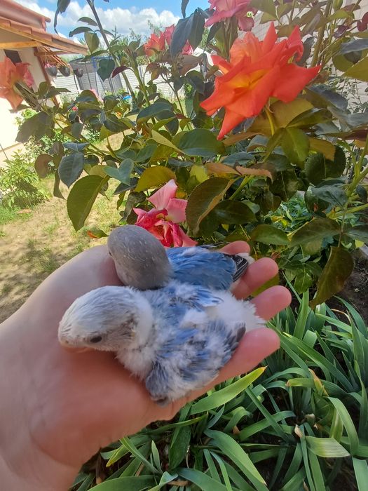 Agapornis blanzi , crescuti la mana