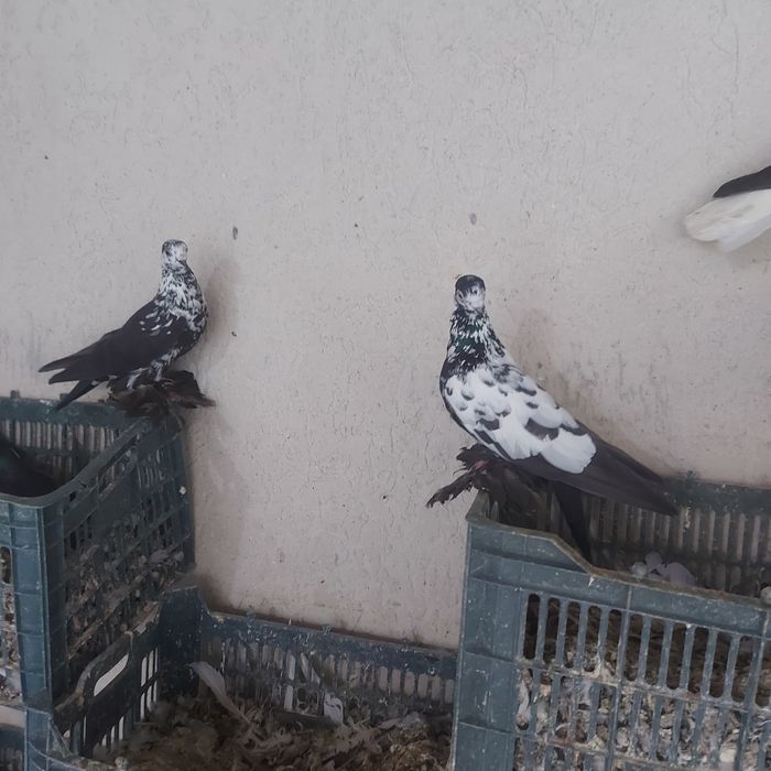 Соч  пара  гатовый лет игра