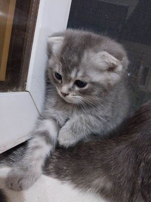 Scotish fold va straight mushukchalar arzon narxda. Toza zot