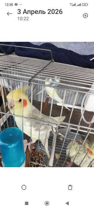 Попугай корелла самец