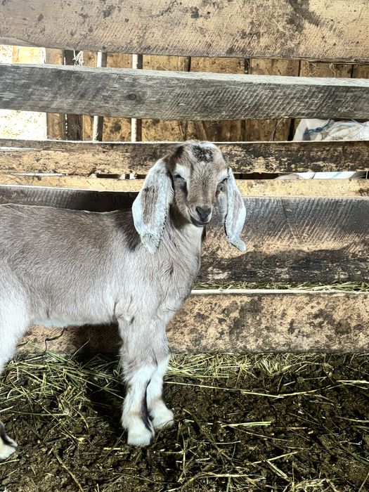 De vânzare doi ieduti anglo nubiei