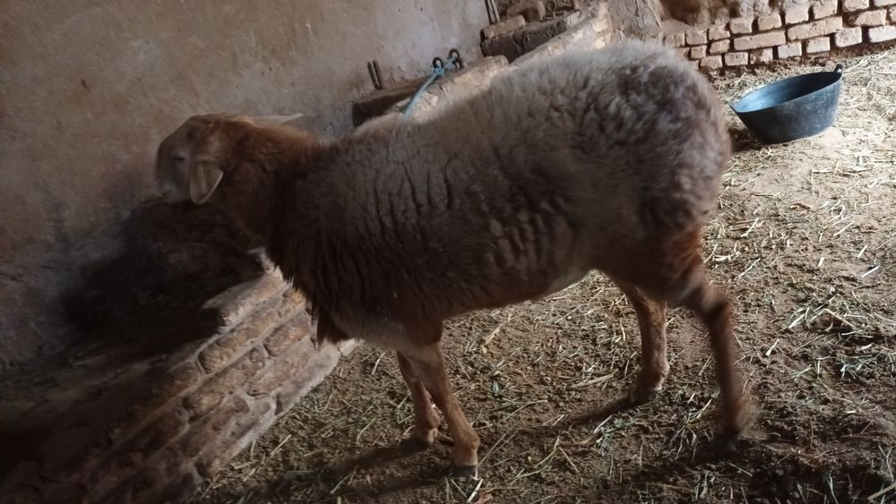 Кочкорлар козилар сотилади койлар хам бор