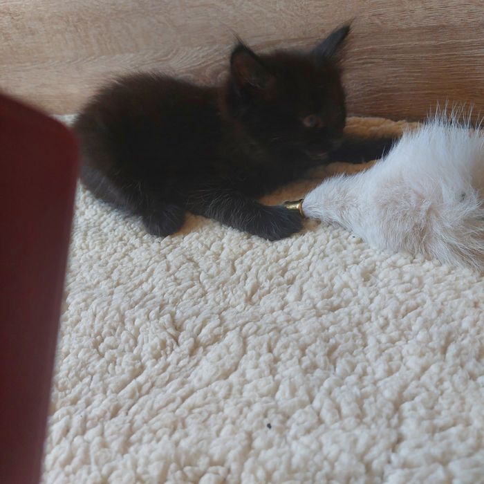 Котенок черненький, пушистый