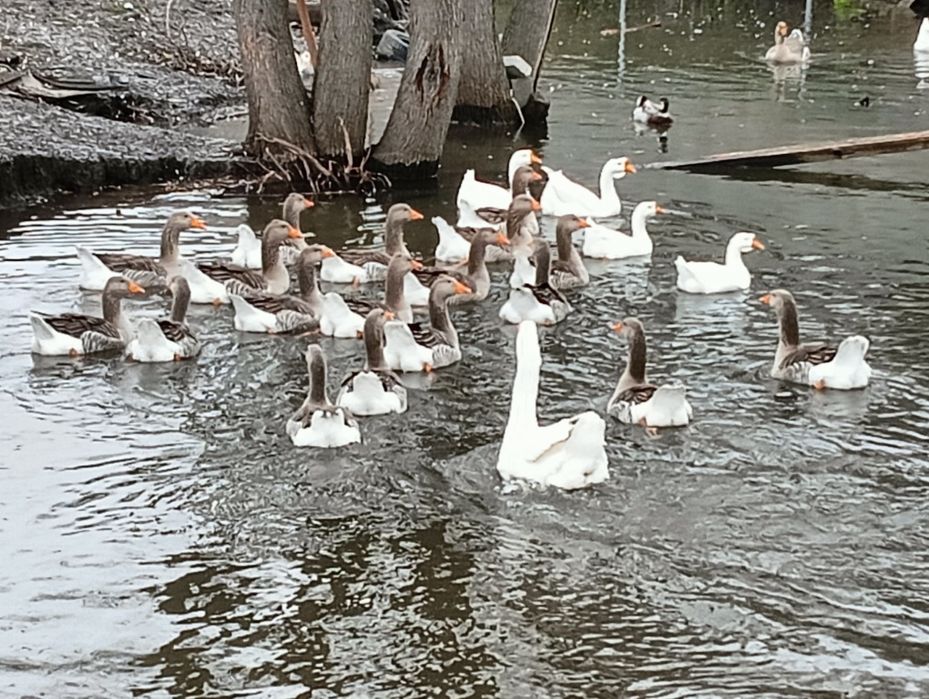 Vând gâște Toulouse și puii de wyandotte și brahma..