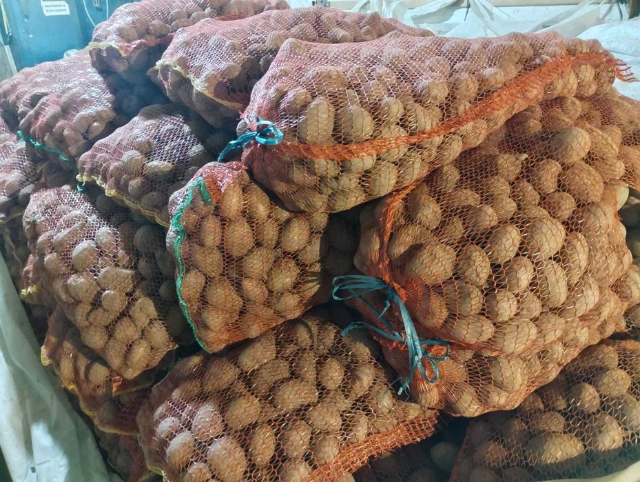 Cartofi rosii Laura samanta/consum