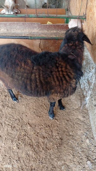 Икита кучкор сотилади бадани семиз соглом хонаки хурон чиройли сифатли