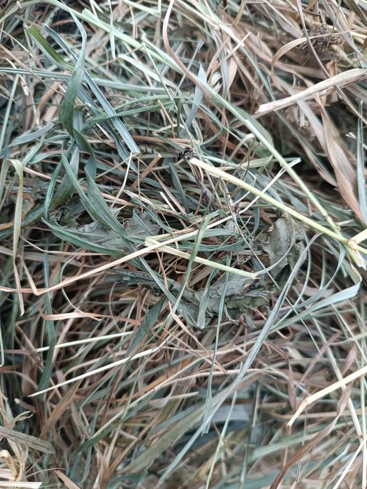 Baloti rotunzi de otava și lucerna