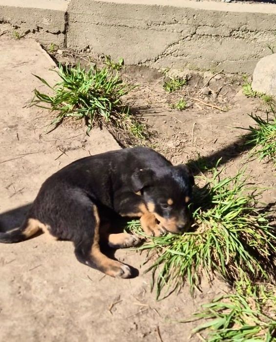 Отдам в добрые руки