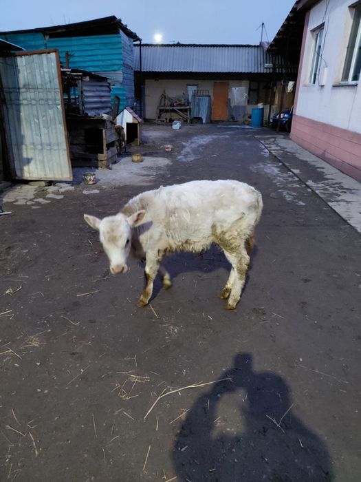 Сиыр бузау тана сатам