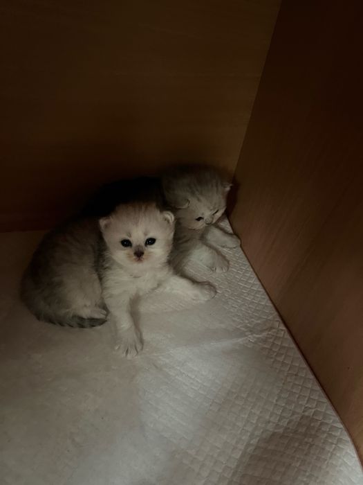 Baietel British cu pedigree WCF