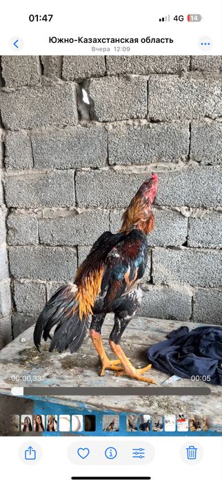 Майски шамо веетнам микс