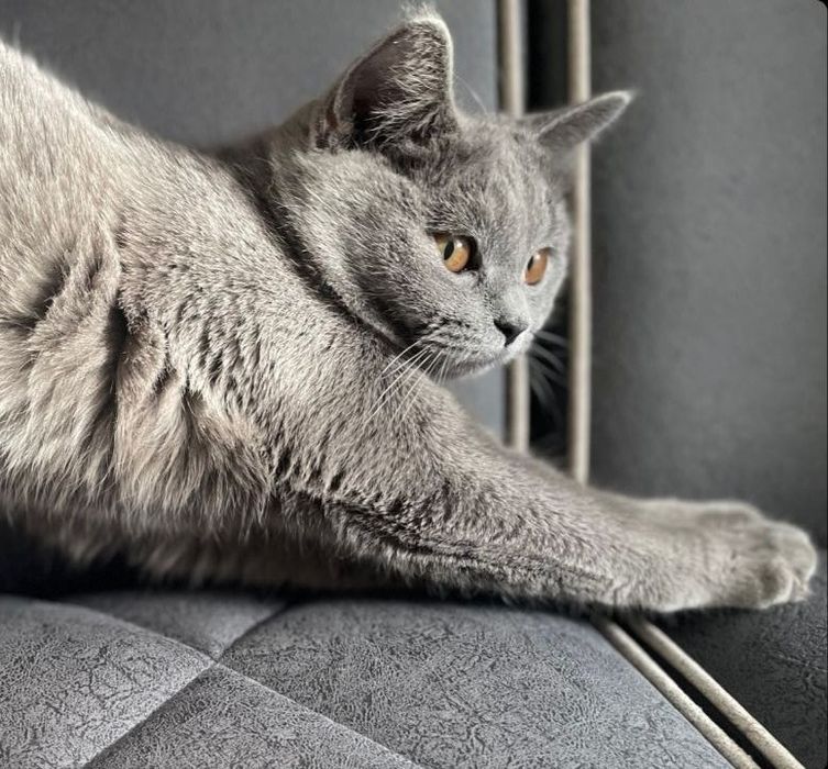 Скоттиш страйт красавица