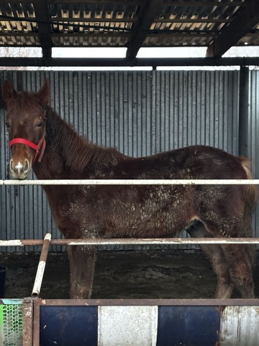 Жабагы сатылады